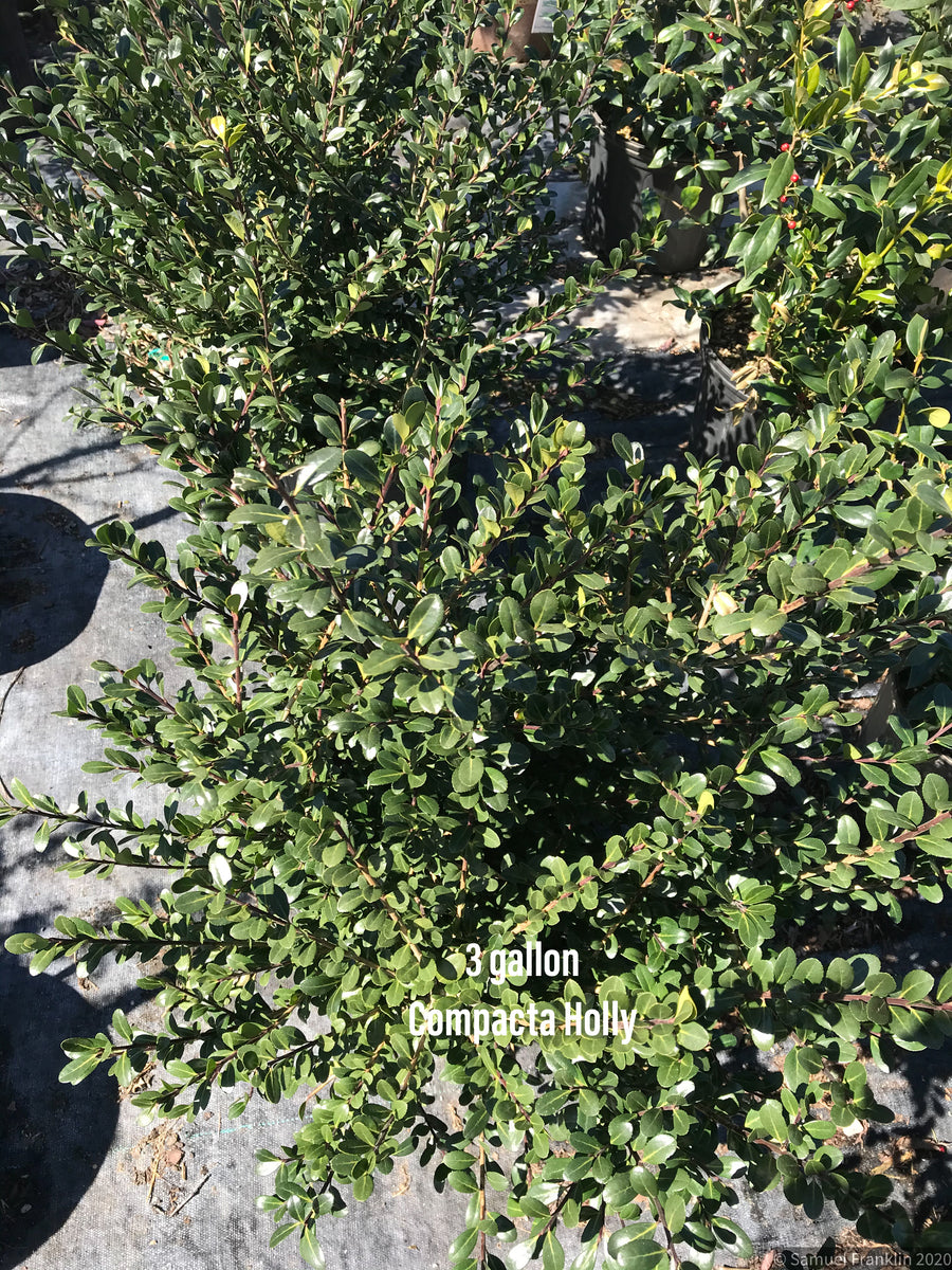 Ilex Bennett's Compacta Holly – Franklin Brothers Nursery