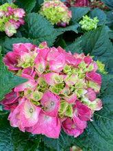 Load image into Gallery viewer, Florist Hydrangea