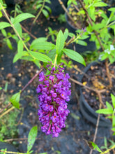 Load image into Gallery viewer, Buddleja Blacknight 3 gallon Butterfly Bush