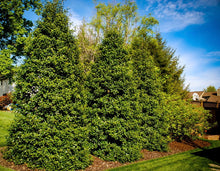 Load image into Gallery viewer, Ilex opaca ‘Green Leaf Holly’