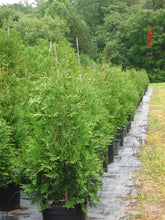 Load image into Gallery viewer, Thuja Green Giant