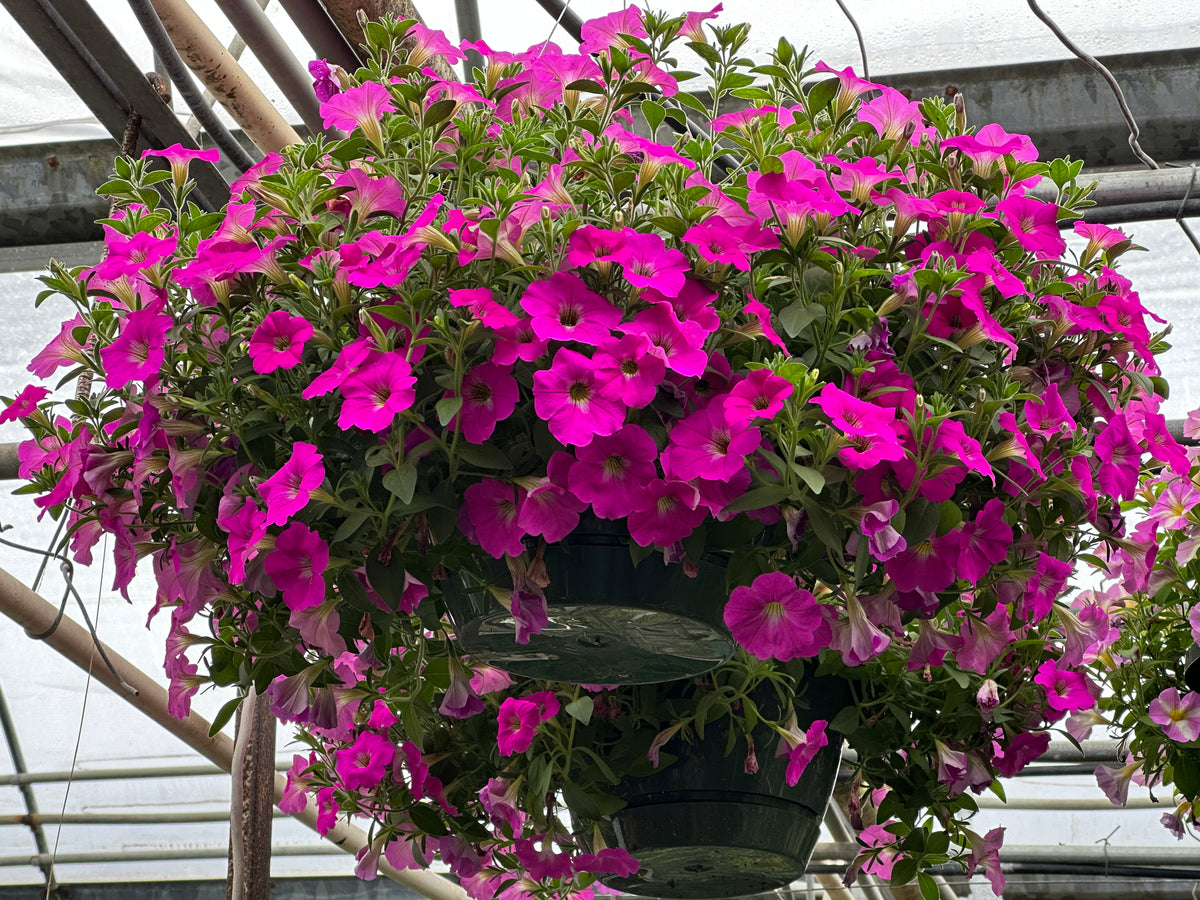 planting petunias in hanging baskets Petunia Hanging Baskets – Franklin Brothers Nursery