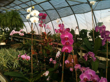 Load image into Gallery viewer, Orchid Phalenopsis