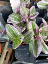 Load image into Gallery viewer, Tradescantia 'Bubble Gum' 4' Pot