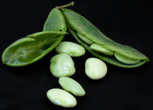Load image into Gallery viewer, Early Thorogreen Bush Lima