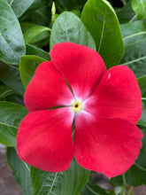 Load image into Gallery viewer, Vinca ( Catharanthus) 4” Pot