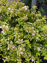 Load image into Gallery viewer, Abelia Kaleidoscope