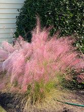 Load image into Gallery viewer, Pink Muhly grass