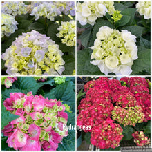 Load image into Gallery viewer, Florist Hydrangea