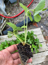 Load image into Gallery viewer, Strawberry- Ruby June