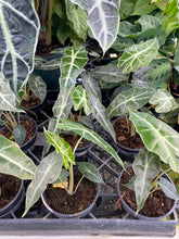 Load image into Gallery viewer, Alocasia Polly