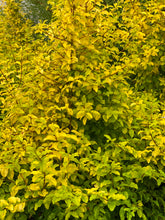 Load image into Gallery viewer, Sunshine Ligustrum
