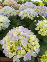 Load image into Gallery viewer, Florist Hydrangea