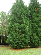Load image into Gallery viewer, Thuja Green Giant