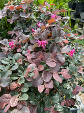 Load image into Gallery viewer, Lorepetalum ‘Crimson Fire’