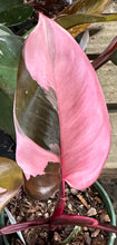 Load image into Gallery viewer, Philodendron erubescens ‘Pink Princess’