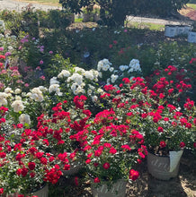 Load image into Gallery viewer, Rosa Red Drift