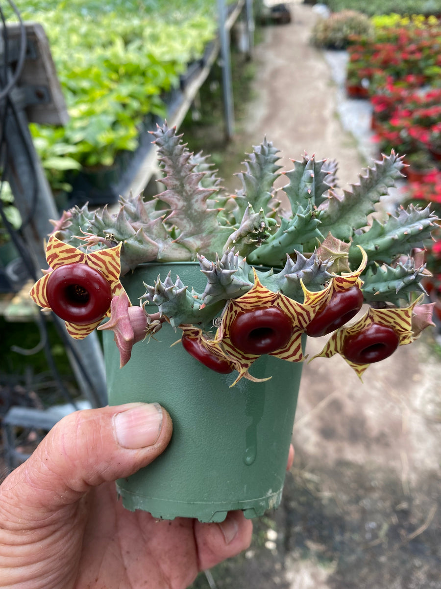 Huernia zebrina Life Saver Plant – Franklin Brothers Nursery
