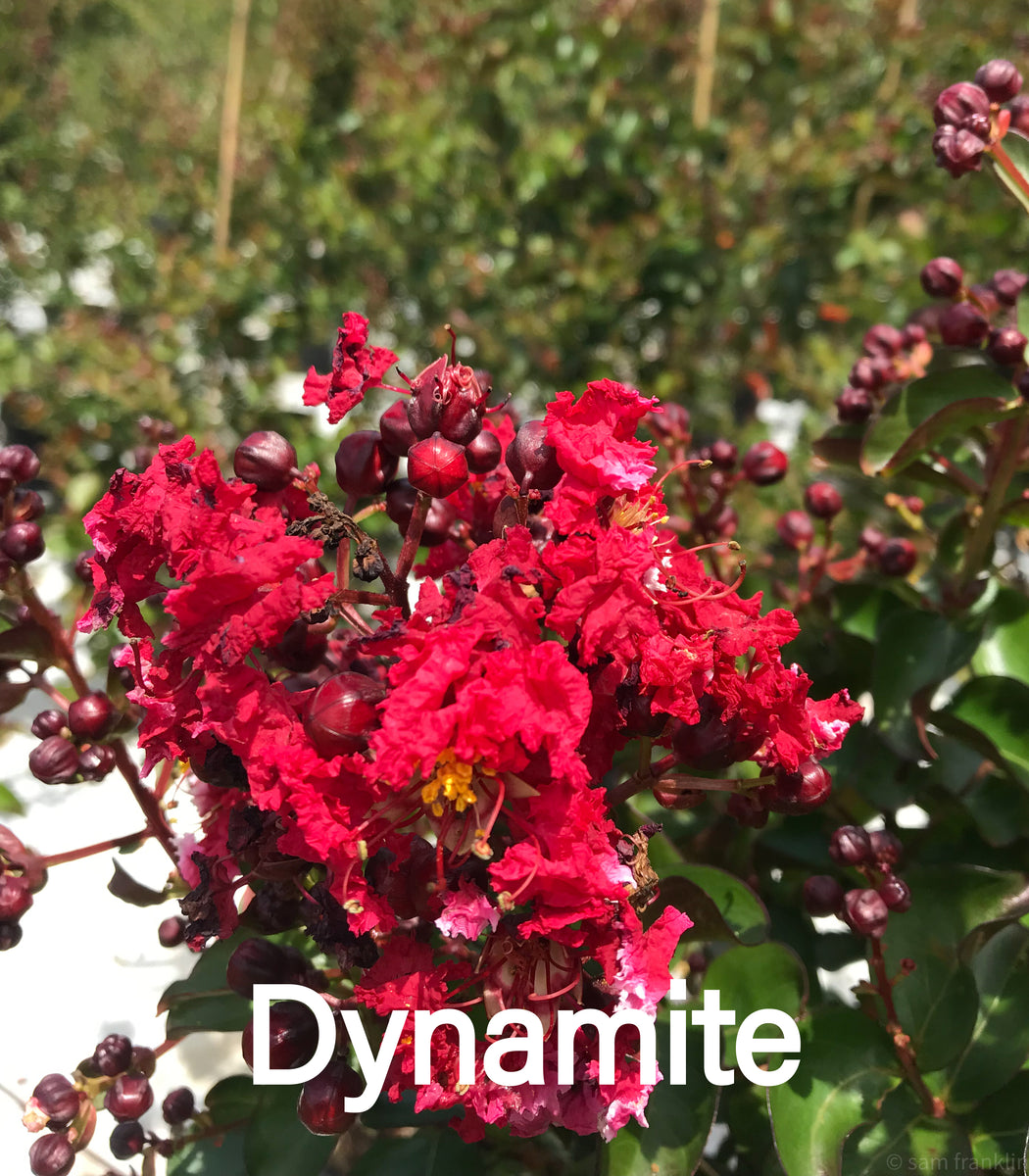 Lagerstroemia Dynamite Crepe Myrtle - Franklin Brothers Nursery
