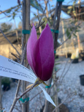 Load image into Gallery viewer, Magnolia x ‘Jane’