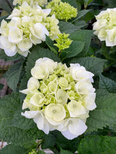 Load image into Gallery viewer, Florist Hydrangea