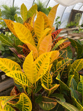 Load image into Gallery viewer, Croton