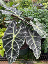 Load image into Gallery viewer, Alocasia Polly