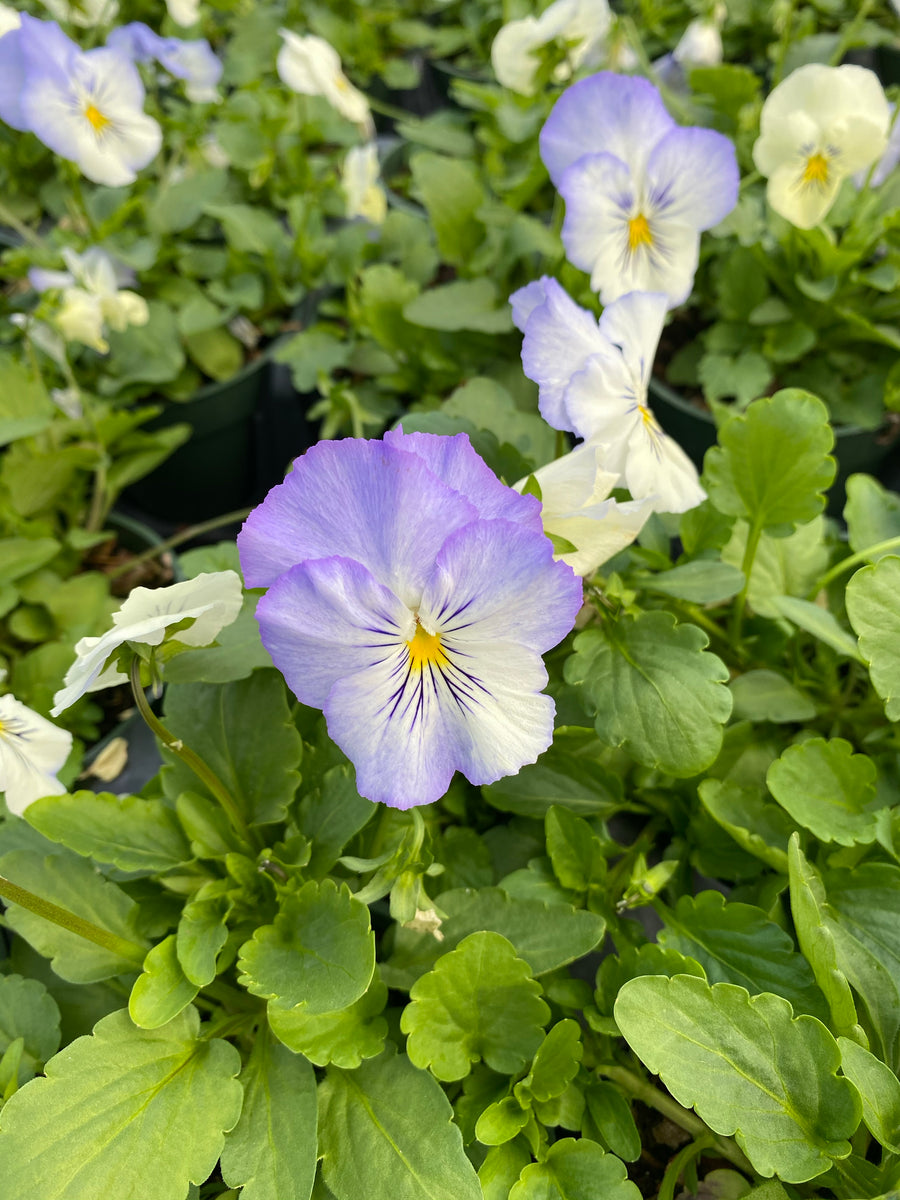Cool Wave Pansy Frost Franklin Brothers Nursery