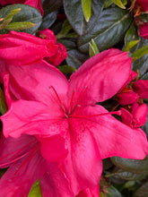 Load image into Gallery viewer, Azalea Sunglow