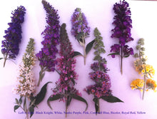 Load image into Gallery viewer, Buddleja Assorted 3 gallon Butterfly Bush
