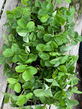 Load image into Gallery viewer, Strawberry- Ruby June