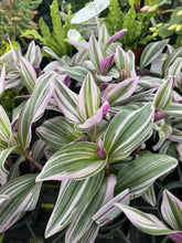 Load image into Gallery viewer, Tradescantia 'Bubble Gum' 4' Pot