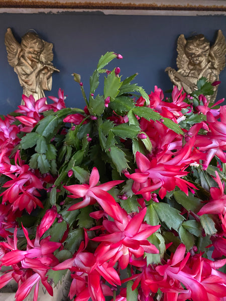 Christmas Cactus - What you need to know