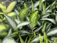 Dieffenbachia ‘Panther’