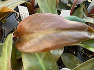Philodendron Red Congo