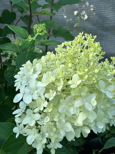 Hydrangea paniclata ’Limelight’