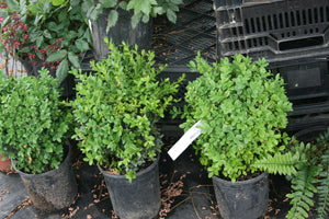 Buxus Winter Gem Hybrid Boxwood