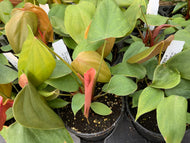 Philodendron Lymanii
