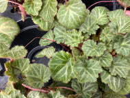 Saxifraga stolonifera Strawberry Begonia