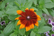 Rudbeckia Dakota Red Shield