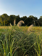 White Pampass Grass