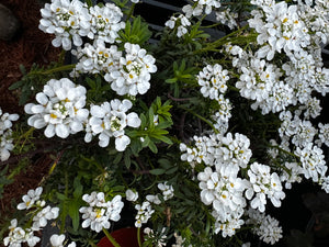 Iberis ‘Snowflake’ Candytuft 8” Pot