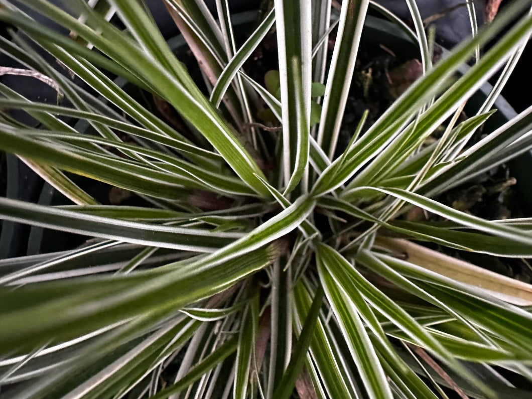 Carex oshimensis 'Everest’ Grass