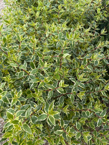 Abelia Radience