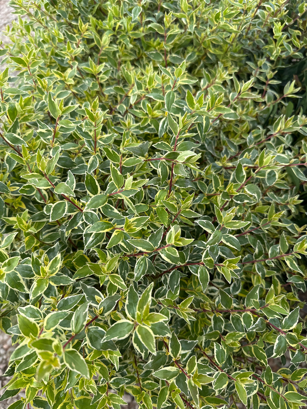 Abelia Radience