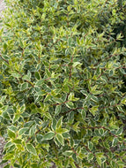 Abelia Radience