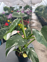 Load image into Gallery viewer, Philodendron ‘White Wizard’
