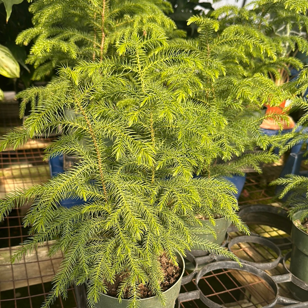 is araucaria indoor plant Araucaria heterophylla Norfolk Pine