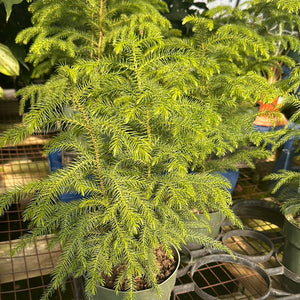 norfolk pine tree house plant Araucaria heterophylla Norfolk Pine – Franklin Brothers Nursery