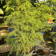 Araucaria heterophylla Norfolk Pine